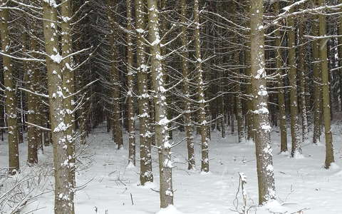 címlapfotó erdő tél
