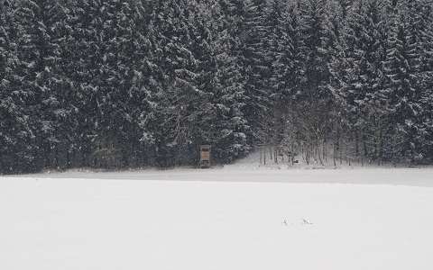 címlapfotó erdő havazás tél