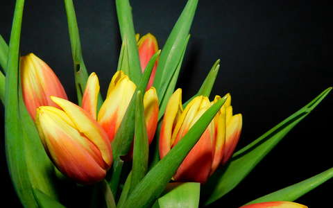 Tulipán