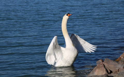 hattyú vizimadár