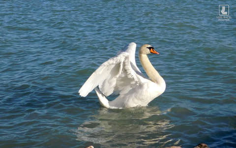 bütyköshattyú, víz, balaton