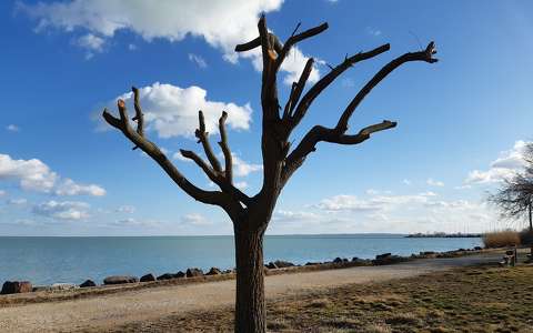 Balaton, fa, felhők
