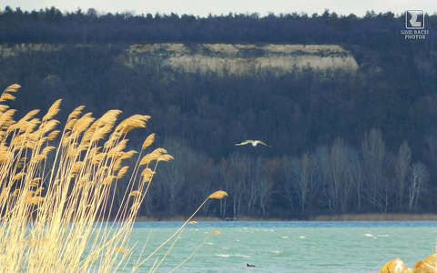 nád, balaton