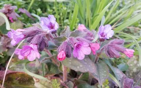 Orvosi tüdőfű, Pulmonaria officinalis