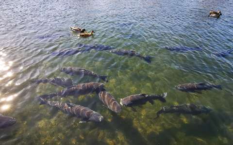 Nagy halak a Városligeti tóban.