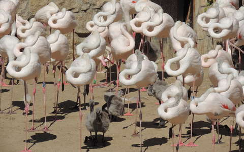 Flamingók fiókákkal