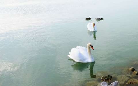 balaton címlapfotó hattyú tó