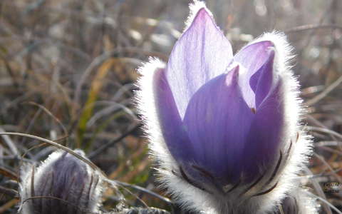 Kora tavaszi virág a leánykökörcsin, amit vastag és sűrű szőrbunda véd a hajnali hidegtől.