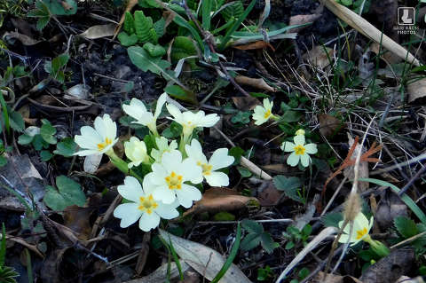 kankalin, tavaszi virág