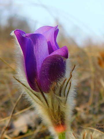 Kora tavaszi virág a leánykökörcsin, amit
 vastag és sűrű szőrbunda véd a hajnali hidegtől.