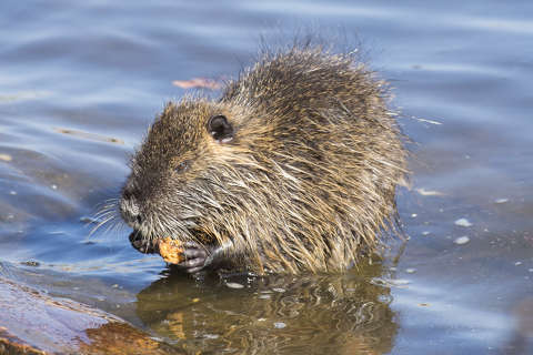 Nutria