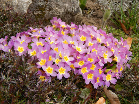 Primula vagy magyar nevén kankalin