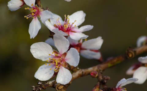 gyümölcsfavirág tavasz virágzó fa vízcsepp