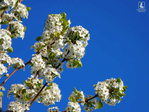 gyümölcsfa virág, tavasz