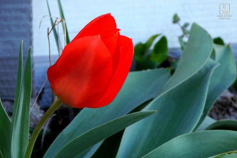 tulipán, kerti virág