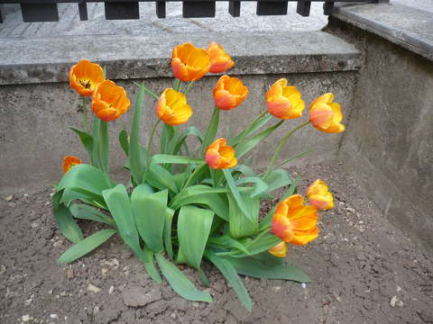 Narancsos tulipán