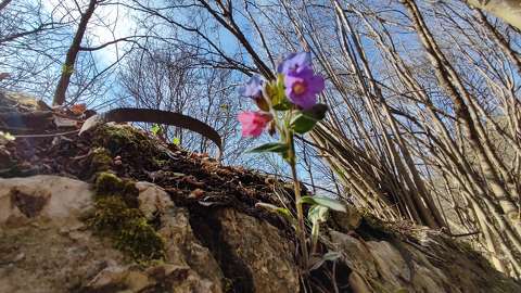 Tüdőfű virág a sziklából