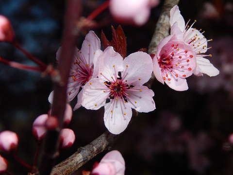 Vérszilvafa virág