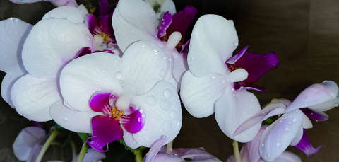 Orchidea