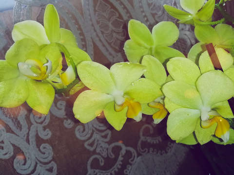 Orchidea