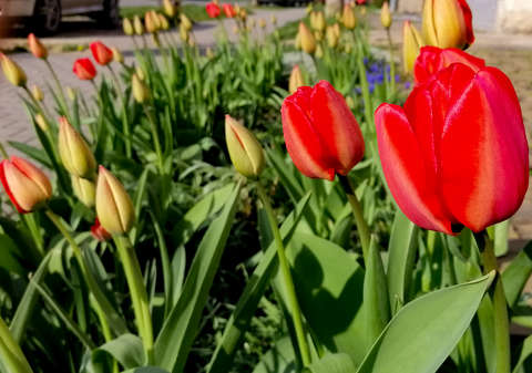 Tulipán