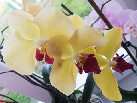 Orchideák
