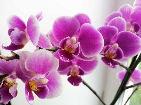 'Orchideák, lila orchideák - vigyétek hozzá a szívem... '