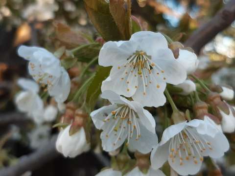 Cseesznyefa virág