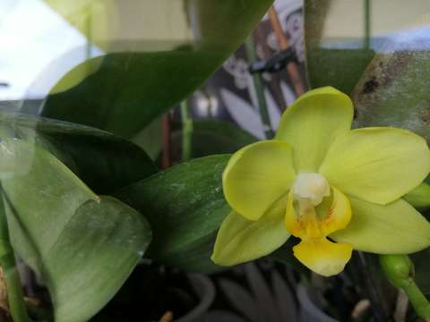 Orchidea
