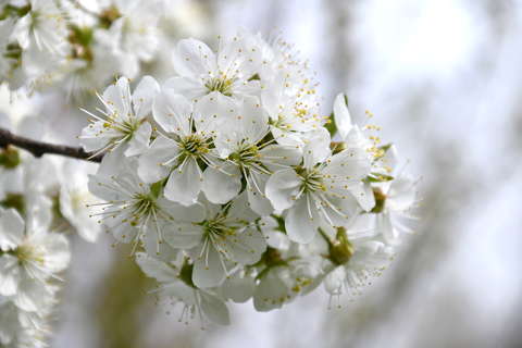 címlapfotó gyümölcsfavirág tavasz virágzó fa
