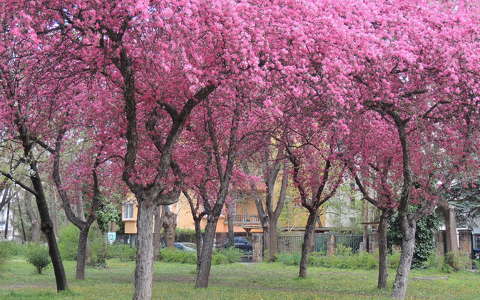 címlapfotó tavasz virágzó fa