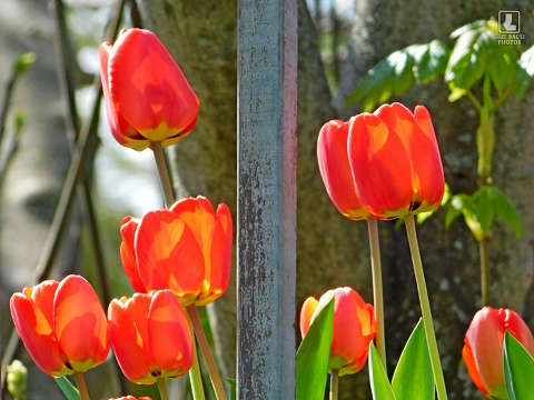 tulipán, tavasz
