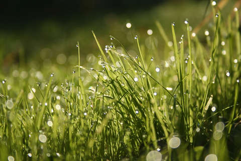 címlapfotó fű tavasz vízcsepp