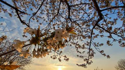 gyümölcsfavirág naplemente tavasz