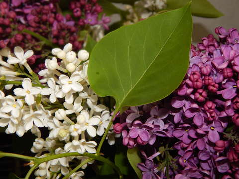 Orgonacsokor
