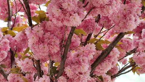 Japán díszcseresznye