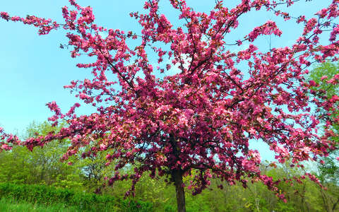 Virágzó fa