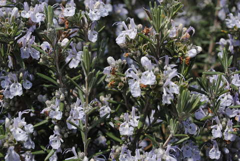 Rozmaring - Rosmarinus officinalis