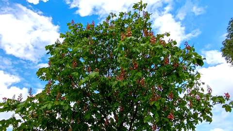 gesztenyefa virágban