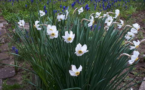 fürtösgyöngyike nárcisz tavaszi virág