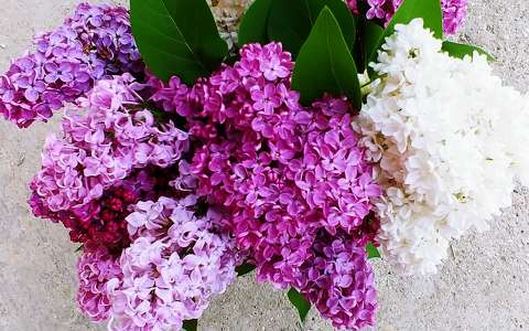 címlapfotó orgona tavaszi virág virágcsokor és dekoráció