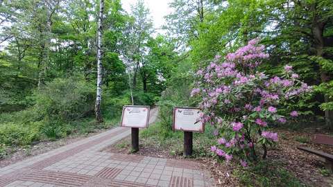 kertek és parkok rododendron tavasz