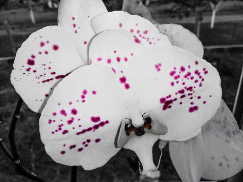 Orchidea
