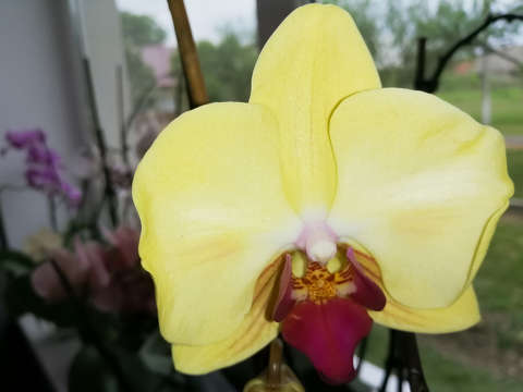 Orchidea
