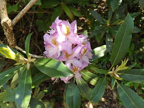 címlapfotó rododendron tavasz
