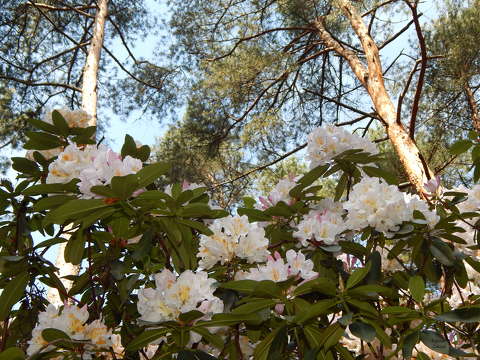Jeli arborétum, virágzó rododendron