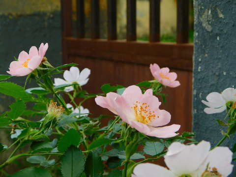 Japán rózsa
