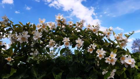Tavaszi cserje,Illatos jezsámen Virág, felhő