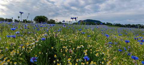 Kamillás Búzavirágos mező