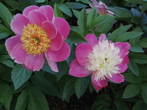 címlapfotó pünkösdi rózsa tavaszi virág